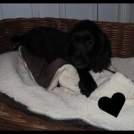 Cocker Spaniel (Working &amp; Show) - Both