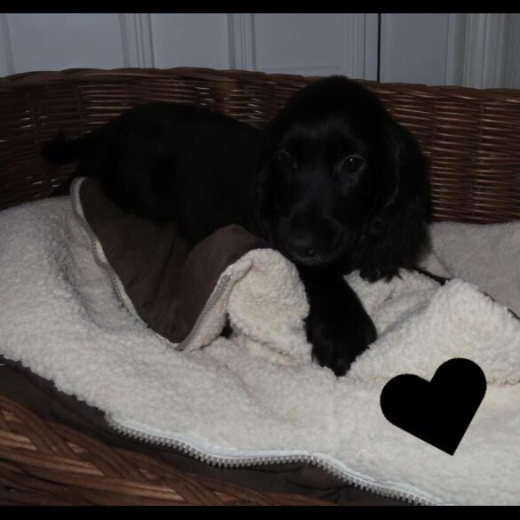 Cocker Spaniel (Working &amp; Show) - Both