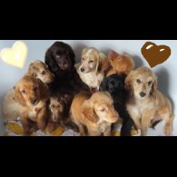 Cocker Spaniel (Working &amp; Show) - Both