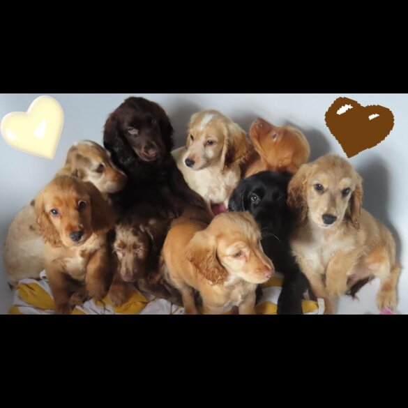 Cocker Spaniel (Working &amp; Show) - Both