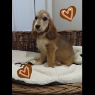 Cocker Spaniel (Working &amp; Show) - Both