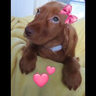 Cocker Spaniel (Working &amp; Show) - Both