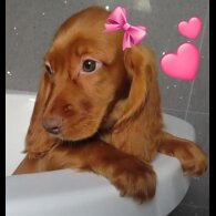Cocker Spaniel (Working &amp; Show) - Both