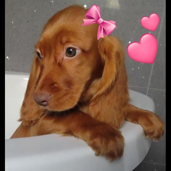 Cocker Spaniel (Working &amp; Show) - Both