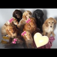 Cocker Spaniel (Working &amp; Show) - Both