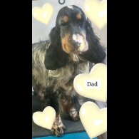Cocker Spaniel (Working &amp; Show) - Both