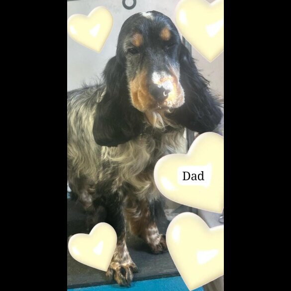 Cocker Spaniel (Working &amp; Show) - Both