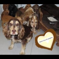 Cocker Spaniel (Working &amp; Show) - Both