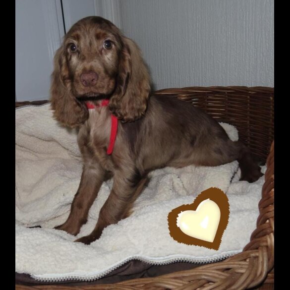 Cocker Spaniel (Working &amp; Show) - Both