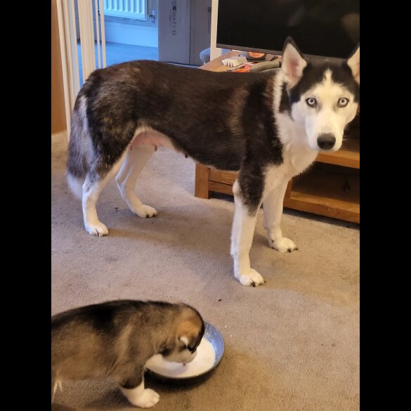 Siberian Husky - Dogs