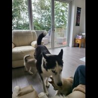 Siberian Husky - Dogs