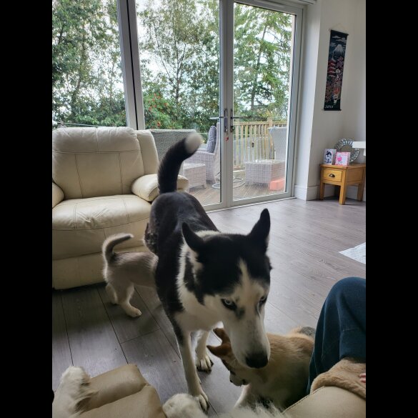 Siberian Husky - Dogs