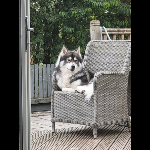Siberian Husky - Dogs