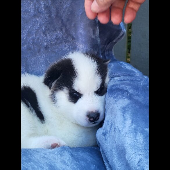 Siberian Husky - Dogs