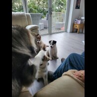 Siberian Husky - Dogs