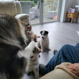 Siberian Husky - Dogs