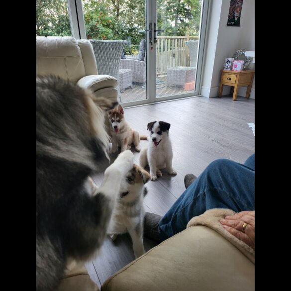Siberian Husky - Dogs