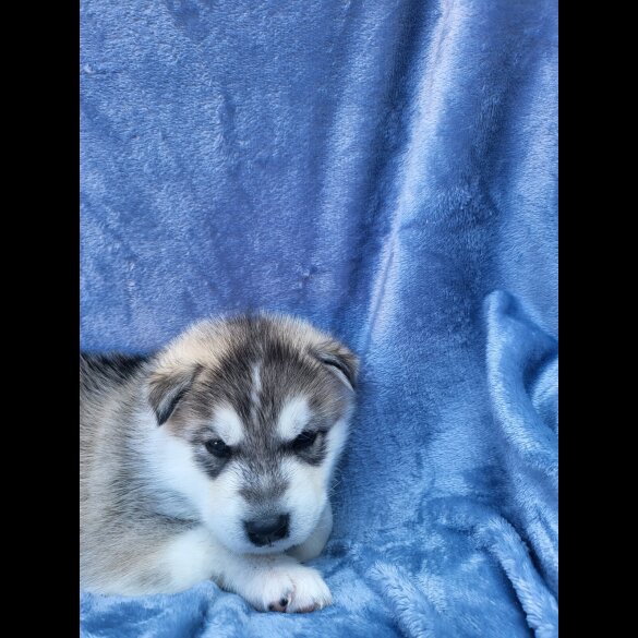 Siberian Husky - Dogs