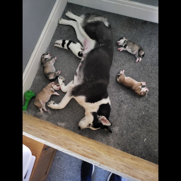 Siberian Husky - Dogs