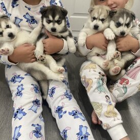 Siberian Husky - Both