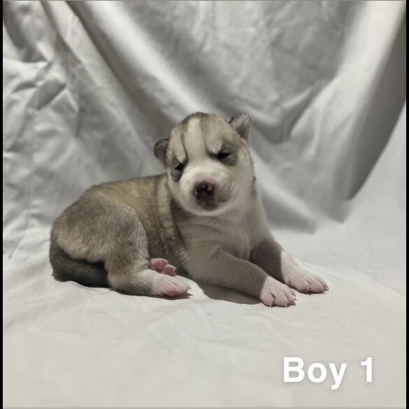 Siberian Husky - Both