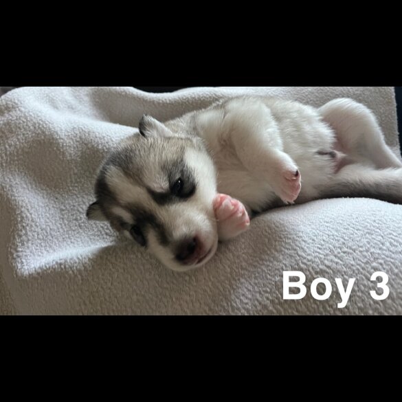 Siberian Husky - Both