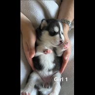 Siberian Husky - Both