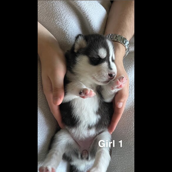 Siberian Husky - Both