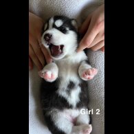 Siberian Husky - Both