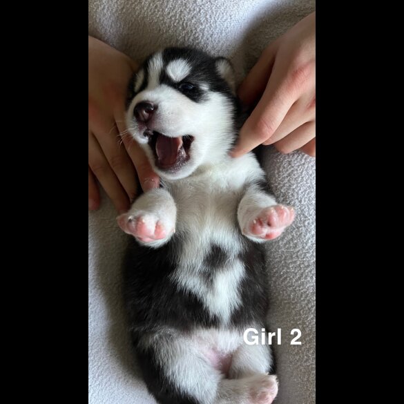 Siberian Husky - Both