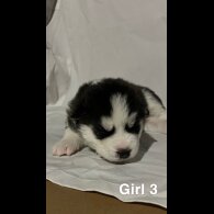 Siberian Husky - Both