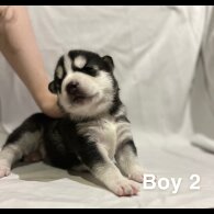 Siberian Husky - Both