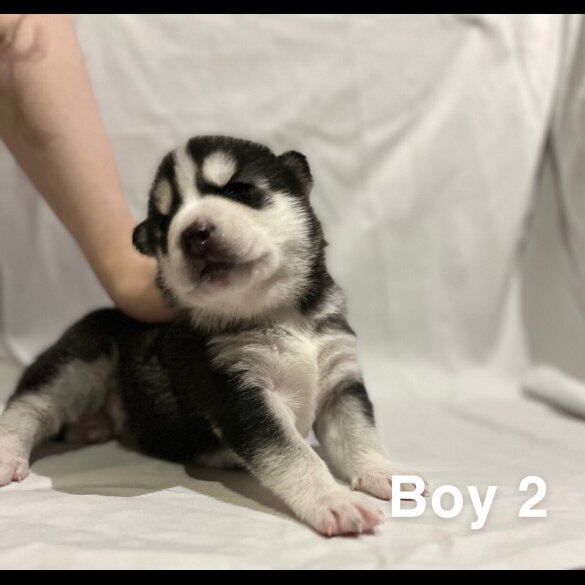 Siberian Husky - Both