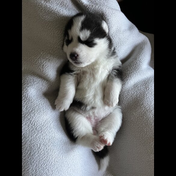 Siberian Husky - Both