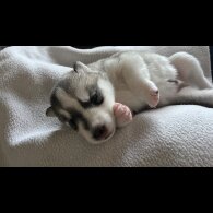 Siberian Husky - Both