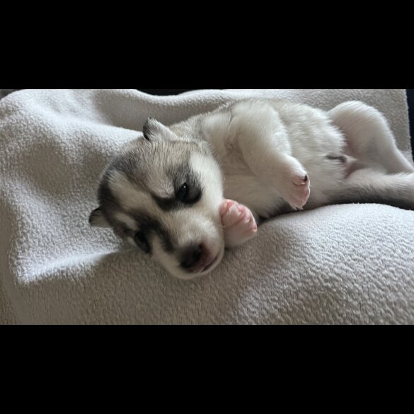 Siberian Husky - Both