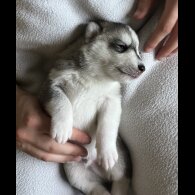 Siberian Husky - Both