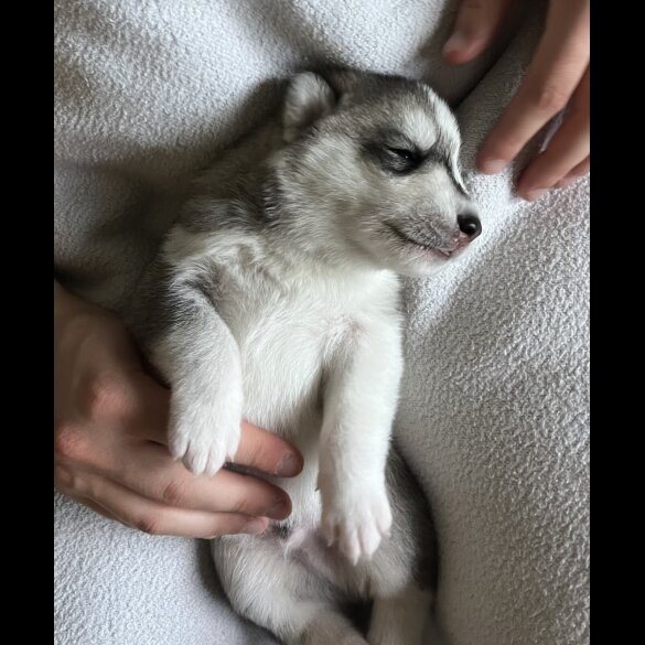 Siberian Husky - Both