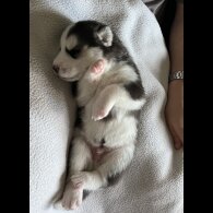 Siberian Husky - Both