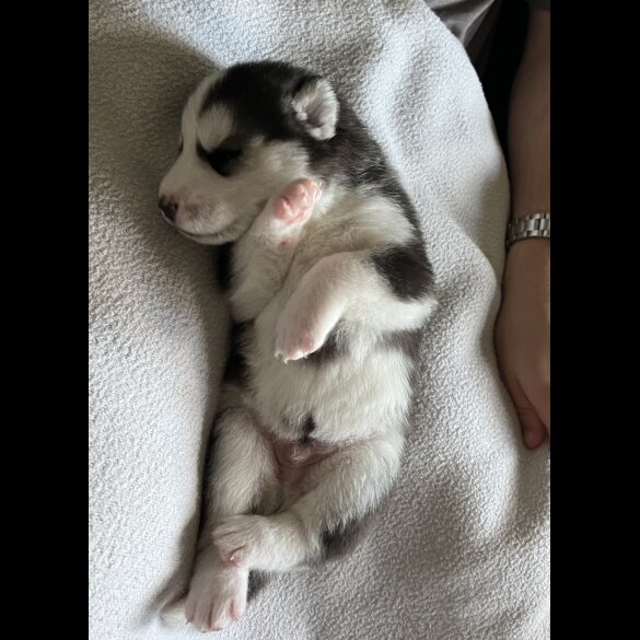 Siberian Husky - Both