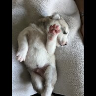 Siberian Husky - Both