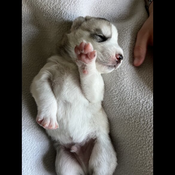 Siberian Husky - Both