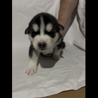 Siberian Husky - Both