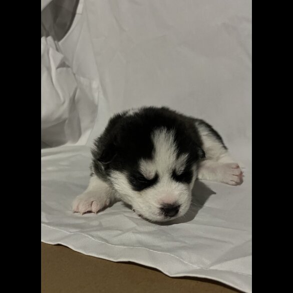 Siberian Husky - Both