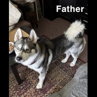 Siberian Husky - Both