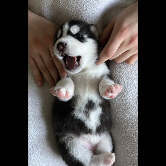 Siberian Husky - Both