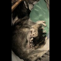Siberian Husky - Both