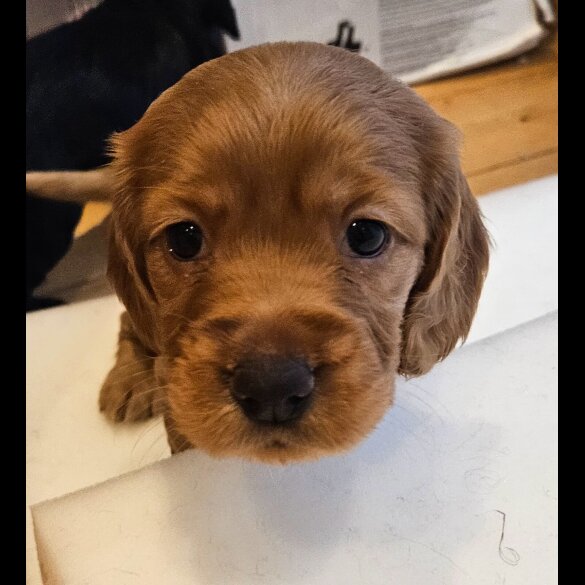 Cocker Spaniel (Working &amp; Show) - Both