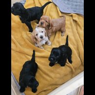 Cocker Spaniel (Working &amp; Show) - Both