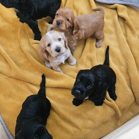 Cocker Spaniel (Working &amp; Show) - Both